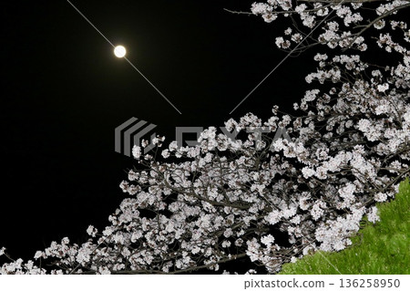 春天的櫻花與滿月 春天的櫻花與滿月 136258950
