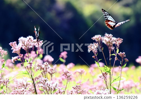 Asagi madara 136259226