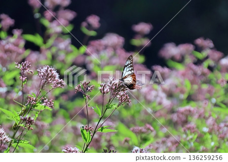 Asagi madara 136259256