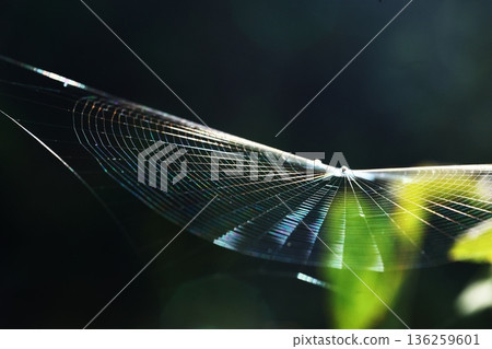 蜘蛛網 蜘蛛網 136259601