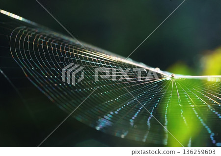 spiderweb spiderweb 136259603