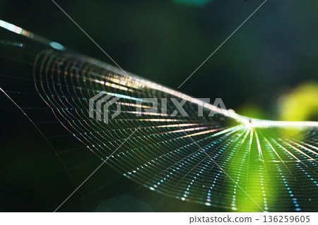 蜘蛛網 蜘蛛網 136259605