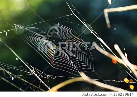 spiderweb  136259614