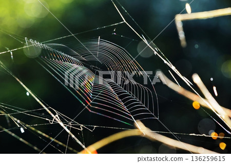spiderweb  136259615