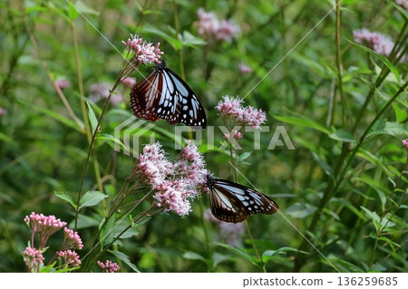 Asagi madara 136259685