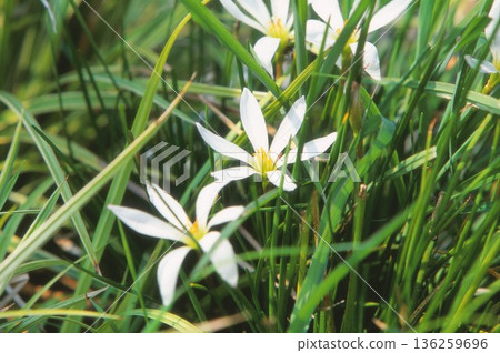 玉雨用正片拍攝 136259696