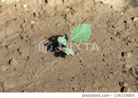 Cabbage sprouts Cabbage sprouts 136259805