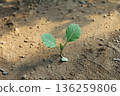 Cabbage sprouts 136259806