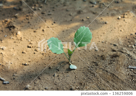 Cabbage sprouts 136259806