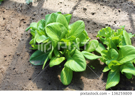 Salad cheese Salad cheese 136259809