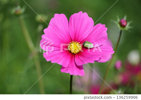  宇宙領域 136259906