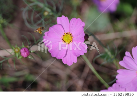 Cosmos field Cosmos field 136259930