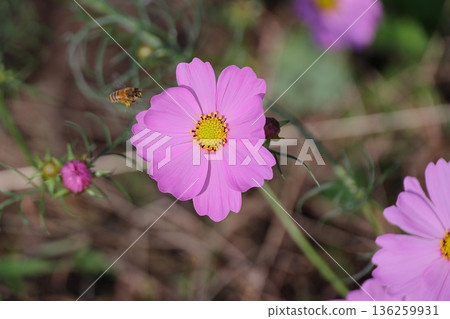 Cosmos field Cosmos field 136259931