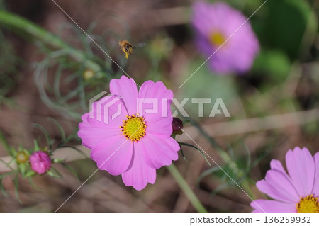 Cosmos field Cosmos field 136259932