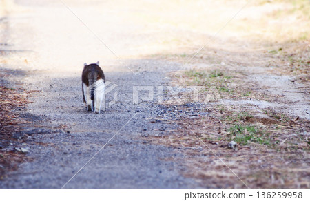 一隻流浪貓緩緩行走的背影。 一隻流浪貓緩緩行走的背影。 136259958