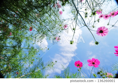 Cosmos field Cosmos field 136260001