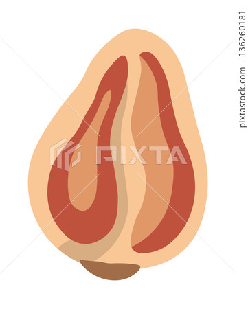 Cross-section illustration of a peeled hazelnut, revealing its inner shape and texture. 136260181