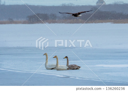 Eagle flying over a swan Eagle flying over a swan 136260236