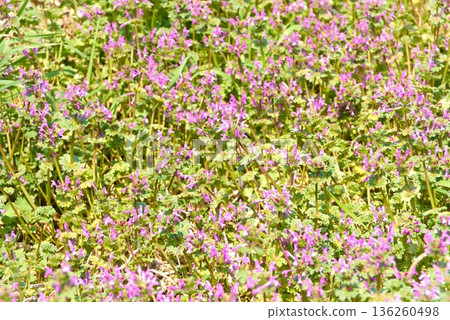 Henbit that blooms all over 136260498