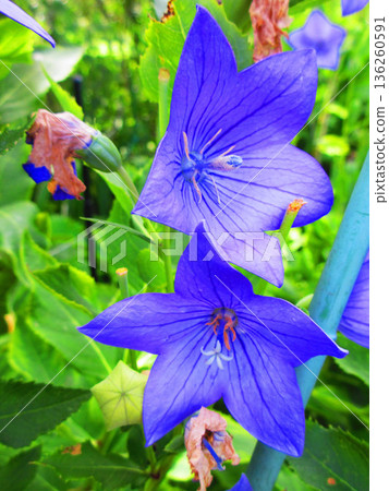Beautiful scenery of blue bellflower flowers 136260591