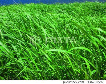 A landscape of a field overgrown with grasses 136260592
