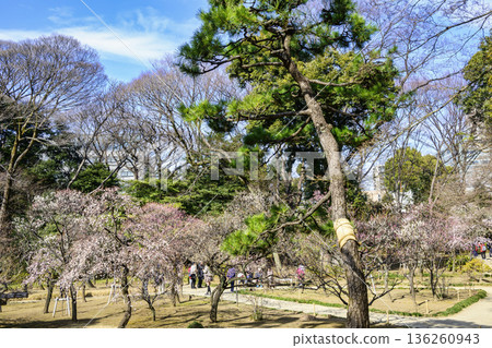 二月初，東京小石川後樂園（與水戶德川家族有關的梅樹林，國家特別歷史遺跡） 136260943