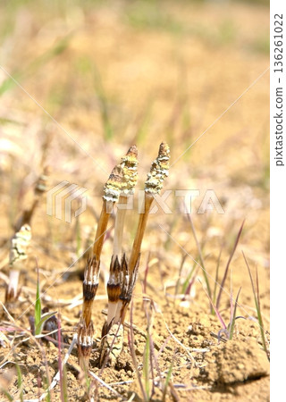 馬尾草特寫(豎拍) 馬尾草特寫(豎拍) 136261022