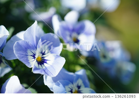 三色堇 898 136261093