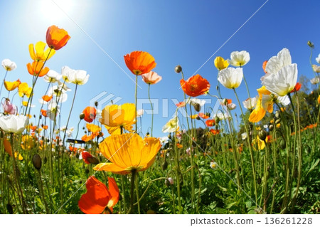 Iceland Poppy 691 136261228
