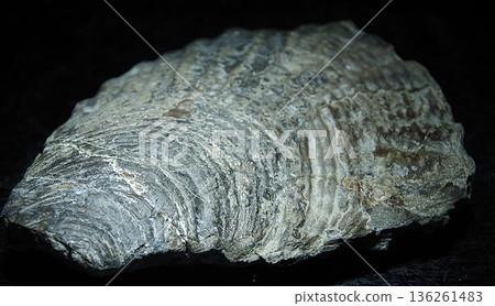 Inoceramus Inoceramus 136261483