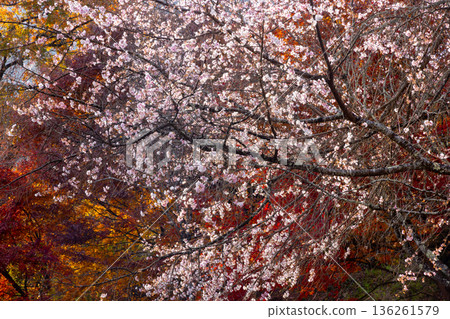埼玉縣兒玉郡上川町矢野，冬櫻花、紅葉名勝，白峰公園，冬櫻花、楓葉盛開等紅葉秀 136261579