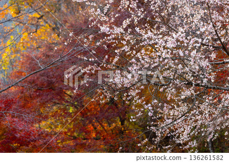 埼玉縣兒玉郡上川町矢野，冬櫻花、紅葉名勝，白峰公園，冬櫻花、楓葉盛開等紅葉秀 136261582