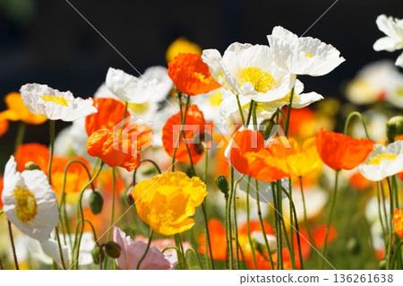 Iceland Poppy 447 136261638