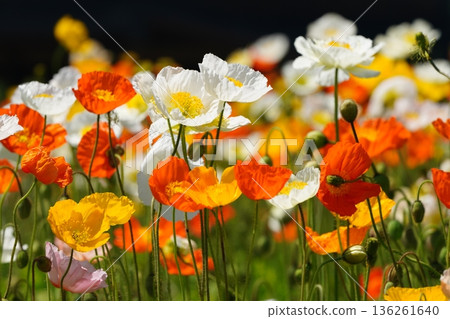 Iceland Poppy 449 Iceland Poppy 449 136261640