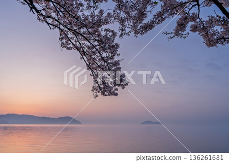 Photographed cherry blossoms and Chikubu Island in Takakaizu Osaki, Takashima City, Shiga Prefecture Photographed cherry blossoms and Chikubu Island in Takakaizu Osaki, Takashima City, Shiga Prefecture 136261681