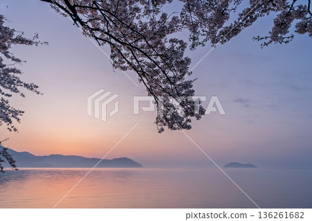 Photographed cherry blossoms and Chikubu Island in Takakaizu Osaki, Takashima City, Shiga Prefecture 136261682