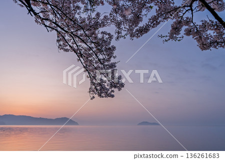 Photographed cherry blossoms and Chikubu Island in Takakaizu Osaki, Takashima City, Shiga Prefecture 136261683