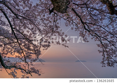 Photographed cherry blossoms and Chikubu Island in Takakaizu Osaki, Takashima City, Shiga Prefecture Photographed cherry blossoms and Chikubu Island in Takakaizu Osaki, Takashima City, Shiga Prefecture 136261685