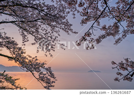 Photographed cherry blossoms and Chikubu Island in Takakaizu Osaki, Takashima City, Shiga Prefecture 136261687