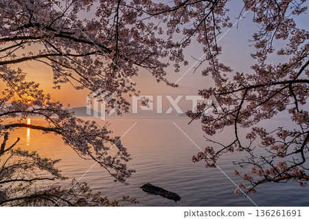 Photographed cherry blossoms and Chikubu Island in Takakaizu Osaki, Takashima City, Shiga Prefecture 136261691