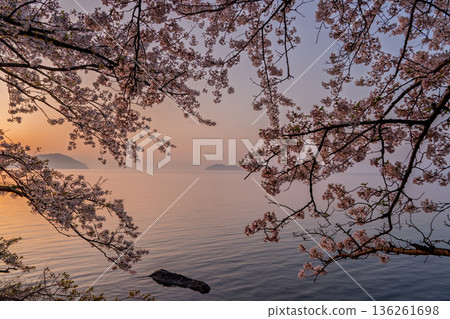 在滋賀縣高島市高海津大崎拍攝櫻花和竹生島 在滋賀縣高島市高海津大崎拍攝櫻花和竹生島 136261698