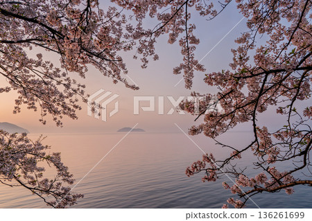 Photographed cherry blossoms and Chikubu Island in Takakaizu Osaki, Takashima City, Shiga Prefecture 136261699