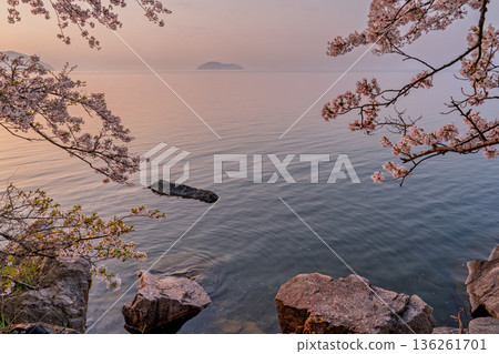 Photographed cherry blossoms and Chikubu Island in Takakaizu Osaki, Takashima City, Shiga Prefecture Photographed cherry blossoms and Chikubu Island in Takakaizu Osaki, Takashima City, Shiga Prefecture 136261701