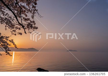 Photographed cherry blossoms and Chikubu Island in Takakaizu Osaki, Takashima City, Shiga Prefecture Photographed cherry blossoms and Chikubu Island in Takakaizu Osaki, Takashima City, Shiga Prefecture 136261705