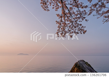 Photographed cherry blossoms and Chikubu Island in Takakaizu Osaki, Takashima City, Shiga Prefecture 136261706