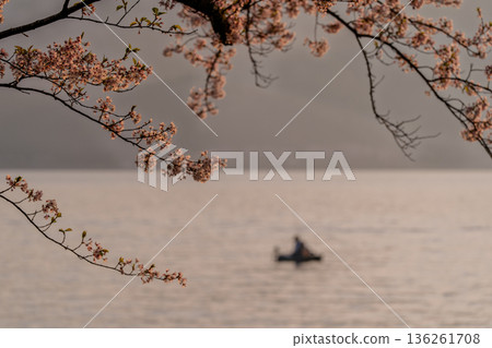 在滋賀縣高島市高海津大崎拍攝櫻花和竹生島 在滋賀縣高島市高海津大崎拍攝櫻花和竹生島 136261708