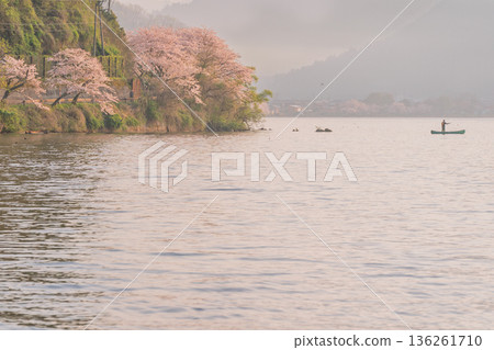 Photographed cherry blossoms and Chikubu Island in Takakaizu Osaki, Takashima City, Shiga Prefecture Photographed cherry blossoms and Chikubu Island in Takakaizu Osaki, Takashima City, Shiga Prefecture 136261710