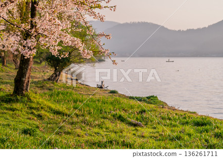Photographed cherry blossoms and Chikubu Island in Takakaizu Osaki, Takashima City, Shiga Prefecture 136261711