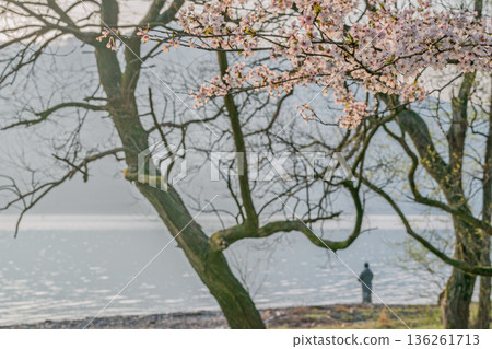 Photographed cherry blossoms and Chikubu Island in Takakaizu Osaki, Takashima City, Shiga Prefecture Photographed cherry blossoms and Chikubu Island in Takakaizu Osaki, Takashima City, Shiga Prefecture 136261713