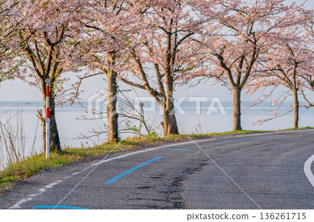 Photographed cherry blossoms and Chikubu Island in Takakaizu Osaki, Takashima City, Shiga Prefecture Photographed cherry blossoms and Chikubu Island in Takakaizu Osaki, Takashima City, Shiga Prefecture 136261715